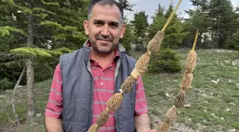 Toplaması tutku, kilosu 900 lira! Altın bulan bu kadar sevinmiyor