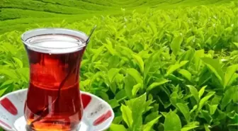 Yaş çay alım fiyatı kaç TL oldu 2025?
