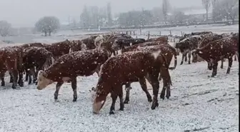 Ardahan'da Kar Yağışı Büyükbaş Sürüyü Etkiledi