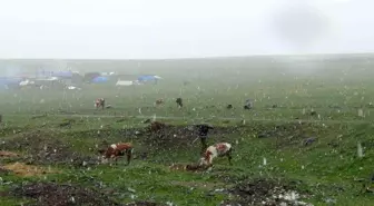 Kars'ta Mayıs ayında beklenmedik kar yağışı