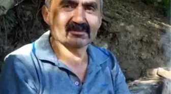 Bolu'da Ağaç Kesimi Sırasında İşçi Hayatını Kaybetti
