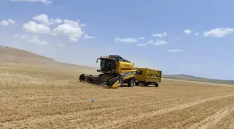 Mardin'de İlk Buğday Hasadı Yapıldı, Kilosu 17 Lira