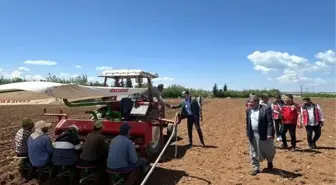 Adıyaman'da Ege Tipi Tütün Ekimi Başladı