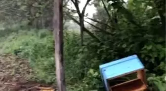 Sinop'ta Ayı Arı Kovanlarına Saldırdı