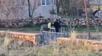 Sivas'ta Eşeğe Şiddet: Hayvan Hakları Savunucuları Tepkili