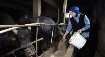 Mart ayında inek sütü üretimi ve toplama miktarı arttı