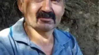 Bolu'da Ağaç Kesimi Sırasında İşçi Hayatını Kaybetti