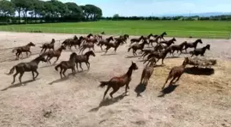Karacabey Tarım İşletmesi'nde Yarış Atları Drone ile Görüntülendi