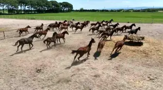 Karacabey Tarım İşletmesi'nde Yarış Atları Drone ile Görüntülendi