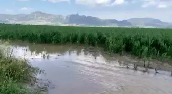 Adana'da Sağanak ve Dolu Tarım Arazilerini Vurdu