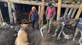 Ahır Çökmesi: 19 İnekten 3'ü Hayatını Kaybetti