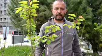 Dededen Toruna Fidancılık: Volkan Ayaz'ın Aile Mesleği