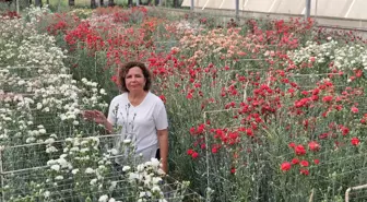 BATEM, Karanfil Üretiminde Fusarium Hastalığına Dayanıklı Yerli Türler Geliştiriyor