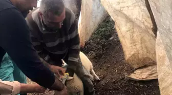 Ortaca'da Küçükbaş Hayvan Aşılama ve Kimliklendirme Çalışmaları Devam Ediyor