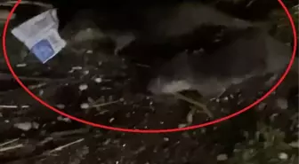 Diyarbakır'da Su Samurları Çöplerden Yiyecek Arıyor