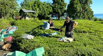 2025 Yaş Çay Sezonu Başladı