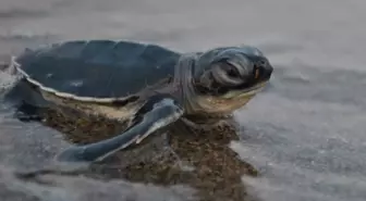 Türkiye'de Caretta Caretta Yavrularının Denize Ulaşma Oranı Artıyor