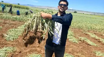 Genç Ziraat Mühendisi Kadir Öztürk, Araban Sarımsağını Dünyaya Tanıtıyor
