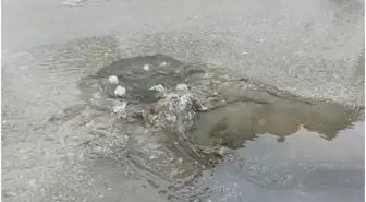 Çınarcık Belediyesi'ne Atık Su Taşkını Nedeniyle Ceza