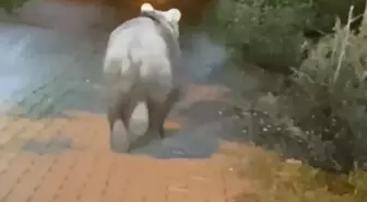 Bartın'da Yola Çıkan Bozayı, Otomobildekiler Tarafından Görüntülendi