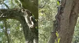 Tarlaya gittiler, gözlerine inanamadılar! Tam 2,5 metre