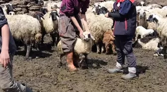 Diyadin'de Küçükbaş Hayvanlara Küpe Takma ve Aşı Çalışmaları Devam Ediyor