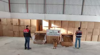 Menderes'te 6 Ton Kaçak Tütün Ele Geçirildi