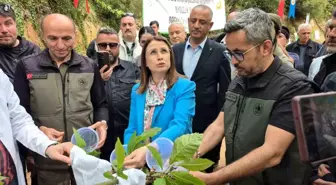 Bartın'da Gal Arıları ile Mücadele İçin Yararlı Böcek Salınımı