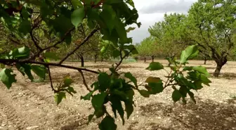 Malatya'da Kayısı Ağaçları Yeniden Yeşerdi