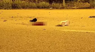 Gümüşhane'de Motosiklet ve Otomobil Kaza Yaptı: Bir Genç Hayatını Kaybetti