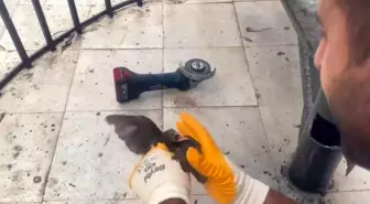 Şanlıurfa'da Sıkışan Kırlangıç, İtfaiye Ekipleri Tarafından Kurtarıldı