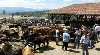 Kastamonu'da Kurban Pazarında Şap Hastalığı Tespit Edildi