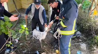 Yalova'da Keçi Logan Kuyusundan Kurtarıldı