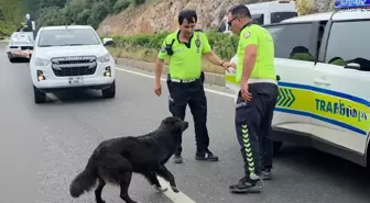 Polis Ekiplerinden Sokak Köpeğine Özel İlgi: Kazada Hayvan Hakları Dikkat Çekti