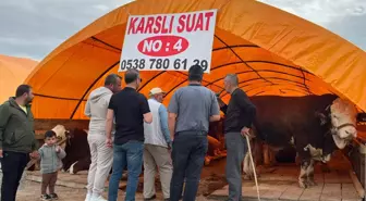 Ankara'da Kurban Pazarı'nda Yoğunluk: 'Paşa' İsimli Boğa 345 Bin TL'ye Satışta