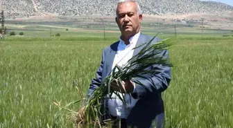 Gaziantep'te Buğday Rekoltesinde Beklentiler Yüksek