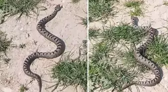 Büyükşehirde zehirli yılan alarmı
