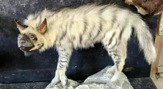 Nesli Tükenme Tehlikesi Altındaki Çizgili Sırtlanın Tahniti Yapıldı