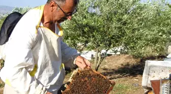 Doktorun Tavsiyesiyle Başladı, Yılda 2 Ton Bal Üretiyor