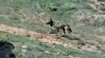 Elazığ'da Dağ Keçileri ve Kurt Görüntülendi