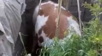 Fosseptik Çukuruna Düşen İnek İtfaiye Ekipleri Tarafından Kurtarıldı