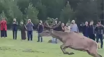 Mesudiye'de 4 Kızılgeyik Doğaya Bırakıldı