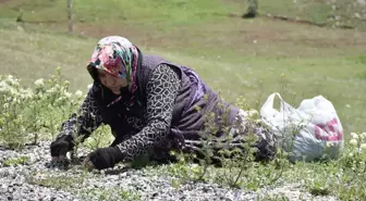 Doğada Kendiliğinden Yetişen Madımak Otu Sivas'ta Pazarda Satışta