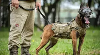 Türk Silahlı Kuvvetleri'nin Eğitimli Köpekleri Kahraman Mehmetçik'e Destek Oluyor