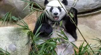 Malezya'daki Dev Panda Çiftine Veda Töreni