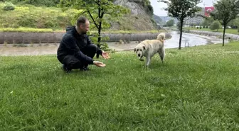 Sarıyer'de Bankada Mahsur Kalan Beyaz Köpek Alarm Kaldırdı
