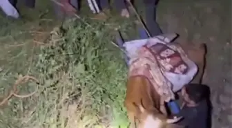 Kozluk'ta Düşen İnek Köylüler Tarafından Kurtarıldı