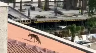 Adıyaman'da Tilki Kurtarma Operasyonu