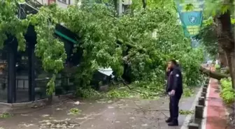 Kocaeli'de Şiddetli Rüzgar Çınar Ağaçlarını Devrildi