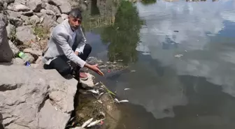 Diyarbakır'da Dicle Nehri'nde Toplu Balık Ölümleri